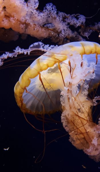 Обои 600x1024 Аквариум Драйв, США, медуза