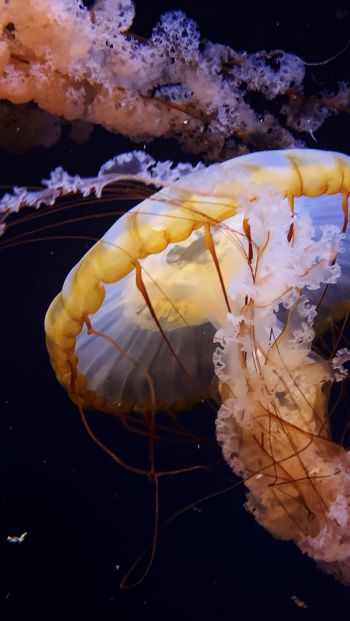 Обои 640x1136 Аквариум Драйв, США, медуза