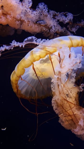 Обои 1440x2560 Аквариум Драйв, США, медуза