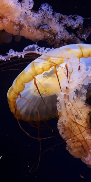 Aquarium Drive, USA, jellyfish Wallpaper 720x1440