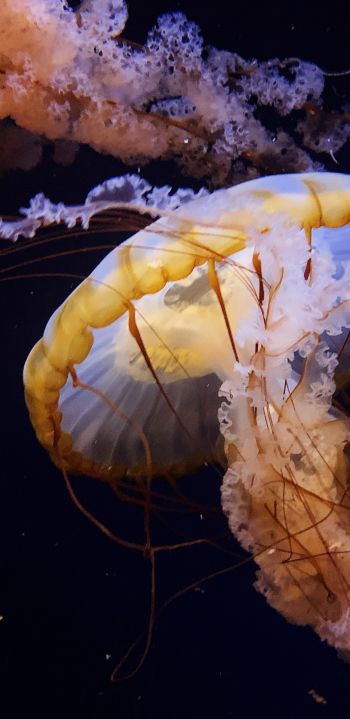 Обои 1080x2220 Аквариум Драйв, США, медуза