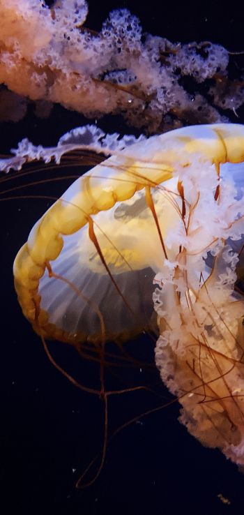 Обои 720x1520 Аквариум Драйв, США, медуза