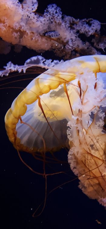 Обои 828x1792 Аквариум Драйв, США, медуза