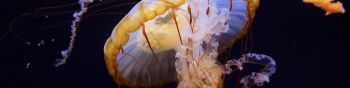 Обои 1590x400 Аквариум Драйв, США, медуза
