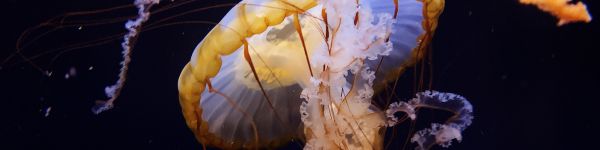Обои 1590x400 Аквариум Драйв, США, медуза