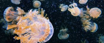 Обои 3440x1440 Аквариум Драйв, медузы
