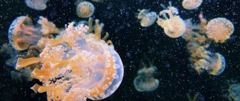 Обои 2560x1080 Аквариум Драйв, медузы