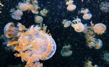 Обои 2560x1600 Аквариум Драйв, медузы