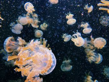 Aquarium Drive, jellyfish Wallpaper 1024x768