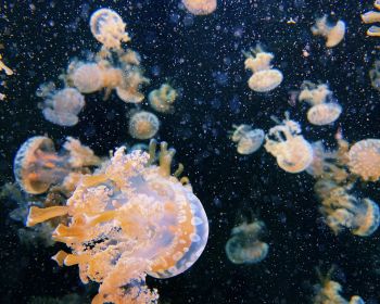 Aquarium Drive, jellyfish Wallpaper 1280x1024
