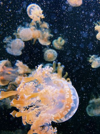Обои 1668x2224 Аквариум Драйв, медузы