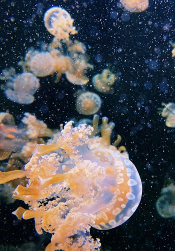 Aquarium Drive, jellyfish Wallpaper 1640x2360