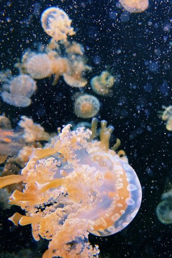 Aquarium Drive, jellyfish Wallpaper 640x960