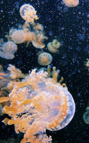 Aquarium Drive, jellyfish Wallpaper 1752x2800