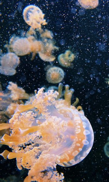 Aquarium Drive, jellyfish Wallpaper 1200x2000