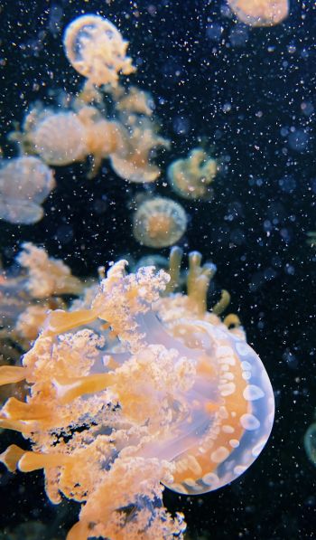 Aquarium Drive, jellyfish Wallpaper 600x1024