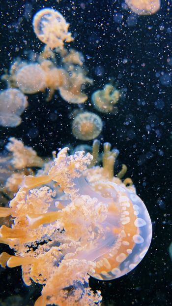 Aquarium Drive, jellyfish Wallpaper 640x1136