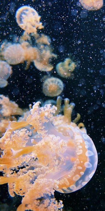 Aquarium Drive, jellyfish Wallpaper 720x1440