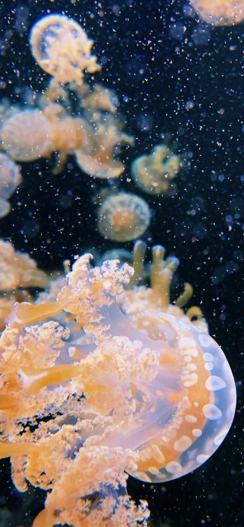 Aquarium Drive, jellyfish Wallpaper 1284x2778