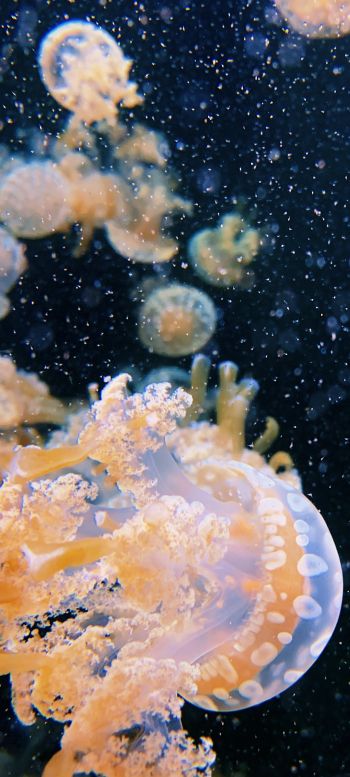 Aquarium Drive, jellyfish Wallpaper 1080x2400