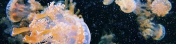 Aquarium Drive, jellyfish Wallpaper 1590x400
