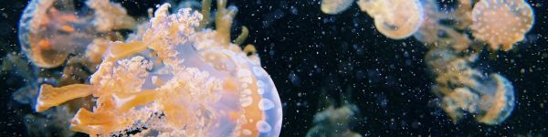 Aquarium Drive, jellyfish Wallpaper 1590x400