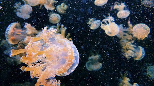 Aquarium Drive, jellyfish Wallpaper 1366x768