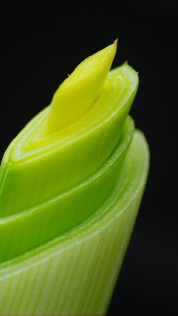 plant, sprout Wallpaper 640x1136