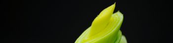 plant, sprout Wallpaper 1590x400
