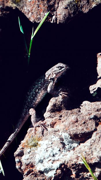 lizard, reptile Wallpaper 640x1136