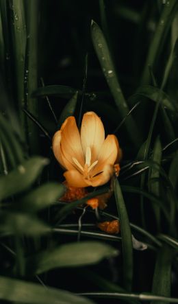 yellow flower, plant Wallpaper 600x1024