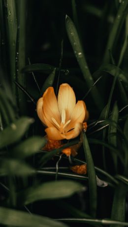 yellow flower, plant Wallpaper 640x1136