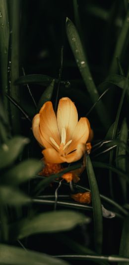 Обои 1080x2220 желтый цветок, растение