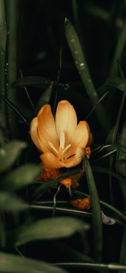 yellow flower, plant Wallpaper 1080x2340