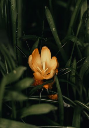 yellow flower, plant Wallpaper 1640x2360