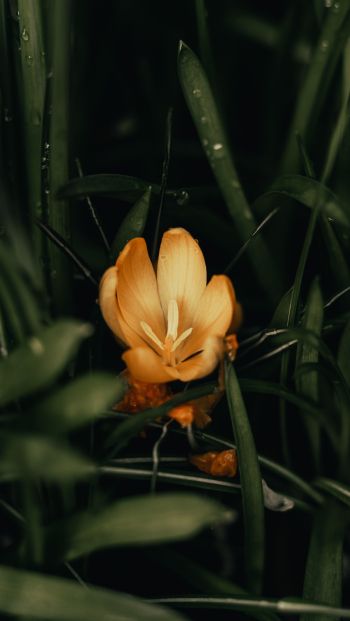 Обои 640x1136 желтый цветок, растение