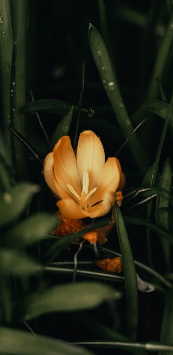 yellow flower, plant Wallpaper 1080x2220