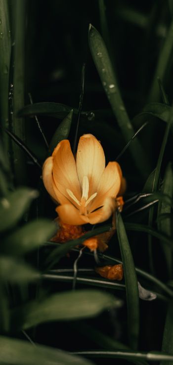 Обои 1080x2280 желтый цветок, растение
