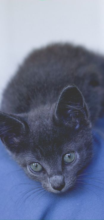 kitten, baby Wallpaper 720x1520