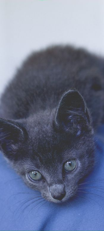 kitten, baby Wallpaper 1440x3200