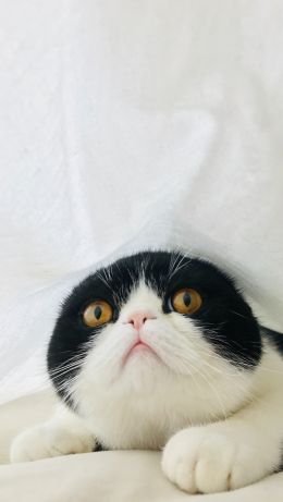 cat, yellow eyes Wallpaper 640x1136