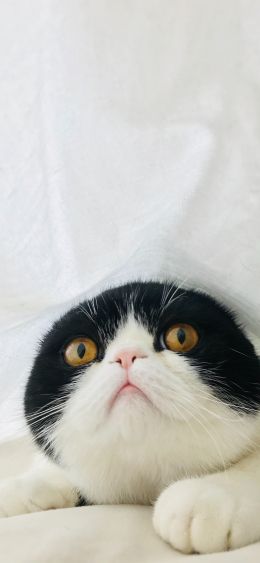 cat, yellow eyes Wallpaper 1080x2340