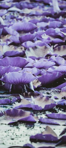 bloom, water Wallpaper 1080x2400