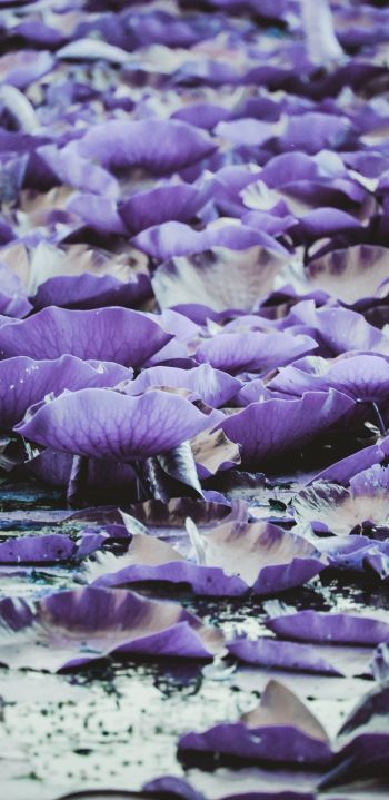 bloom, water Wallpaper 1080x2220