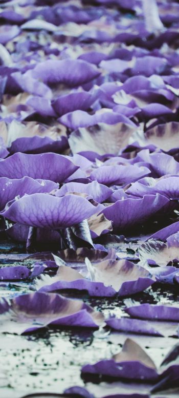 bloom, water Wallpaper 1080x2400