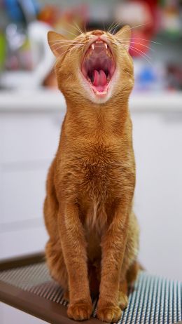 red cat, yawns Wallpaper 1440x2560