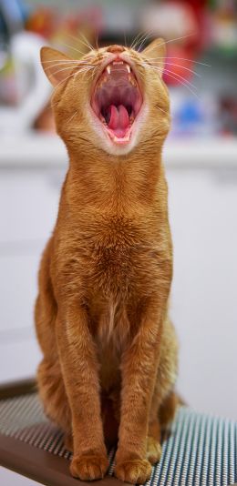 red cat, yawns Wallpaper 1440x2960