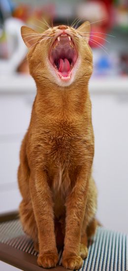 red cat, yawns Wallpaper 720x1520