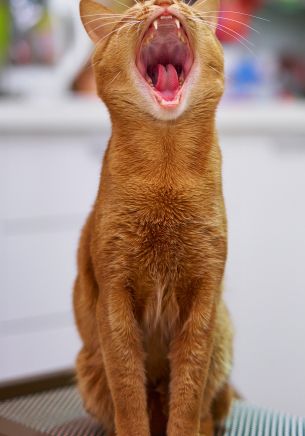 red cat, yawns Wallpaper 1668x2388