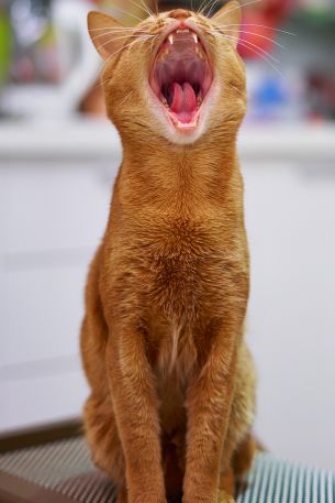red cat, yawns Wallpaper 640x960